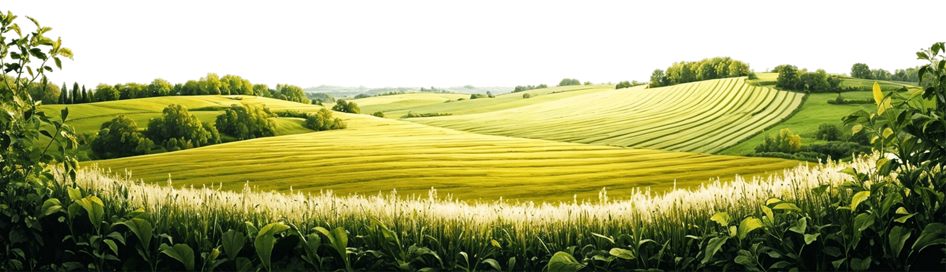 Karofresh Mauritius Food Products - Premium Quality Processed Foods